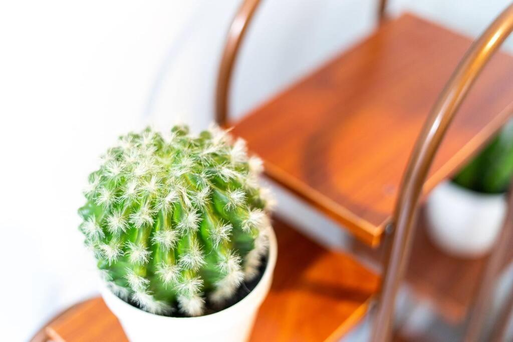 Cacti - Cactyou - Cactus San Antonio Exterior foto